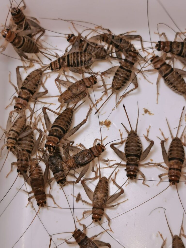 Świerszcze bananowe