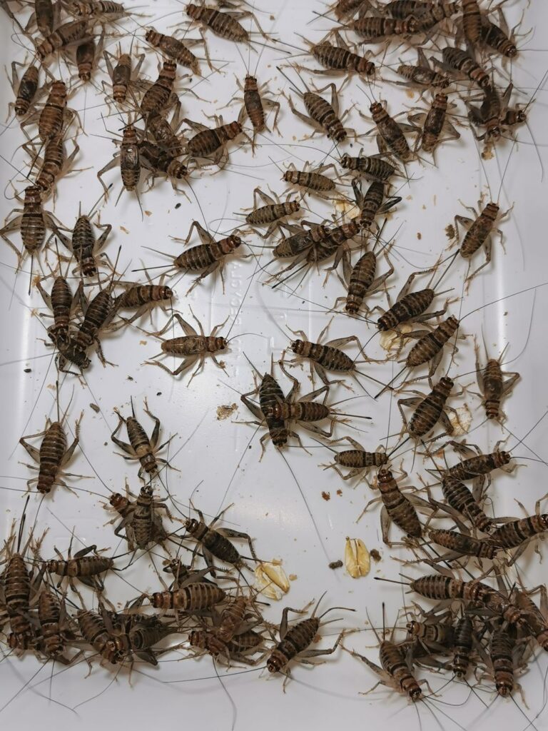 Świerszcze bananowe