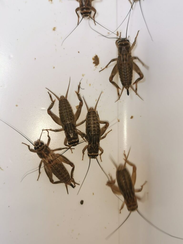 Świerszcze domowe hodowla