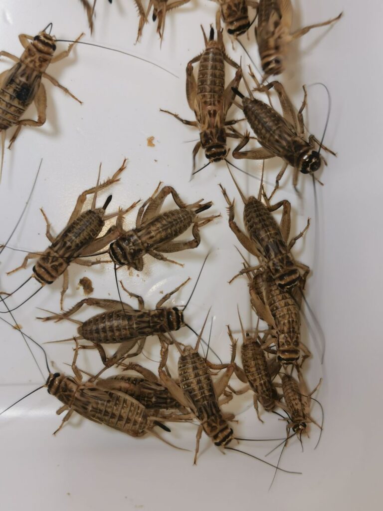 Świerszcze domowe stado