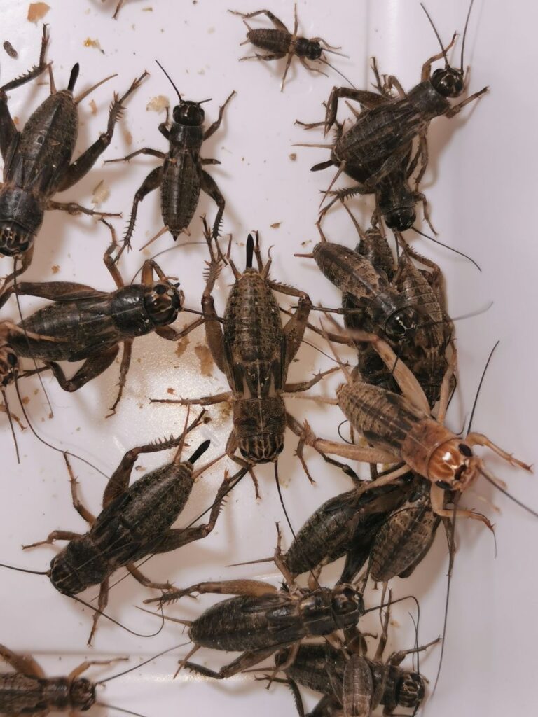 Świerszcze kubańskie hodowla