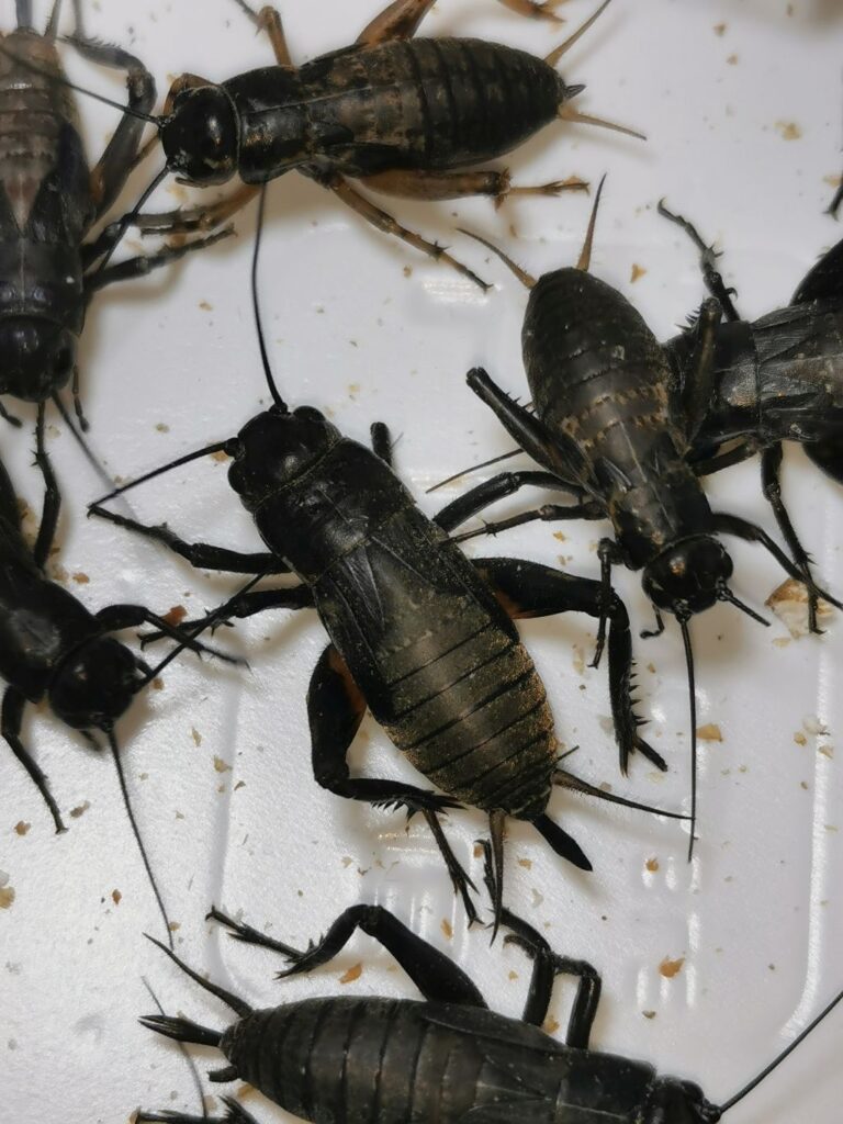 Świerszcze śródziemnomorskie