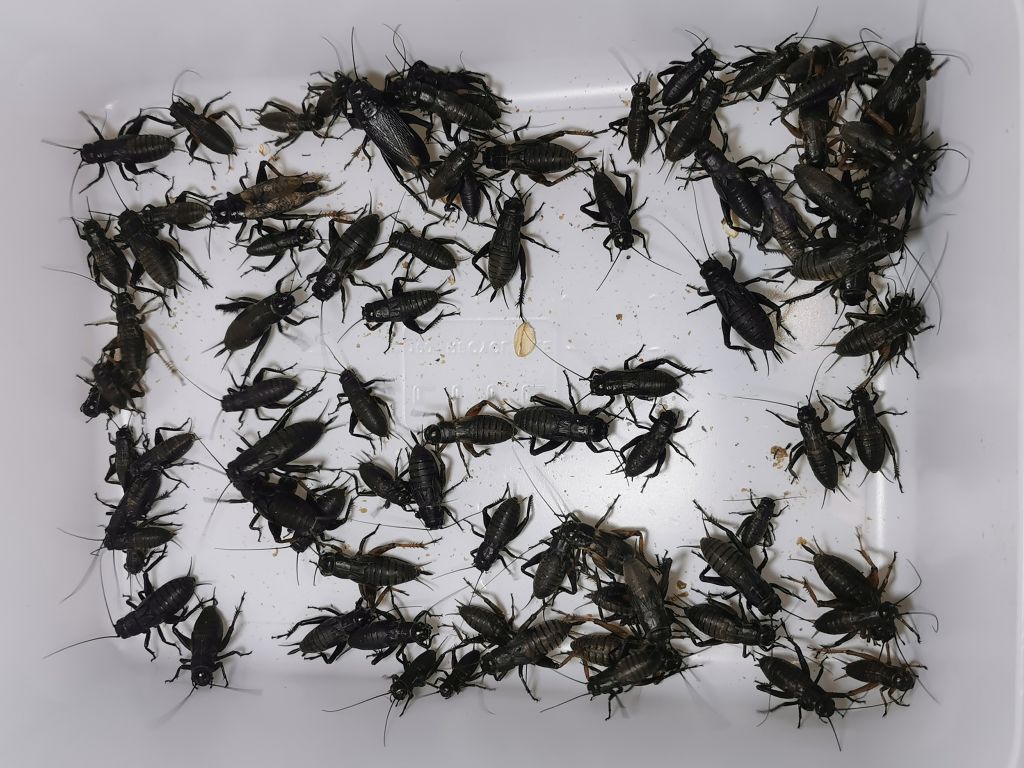 Świerszcze śródziemnomorskie hodowla