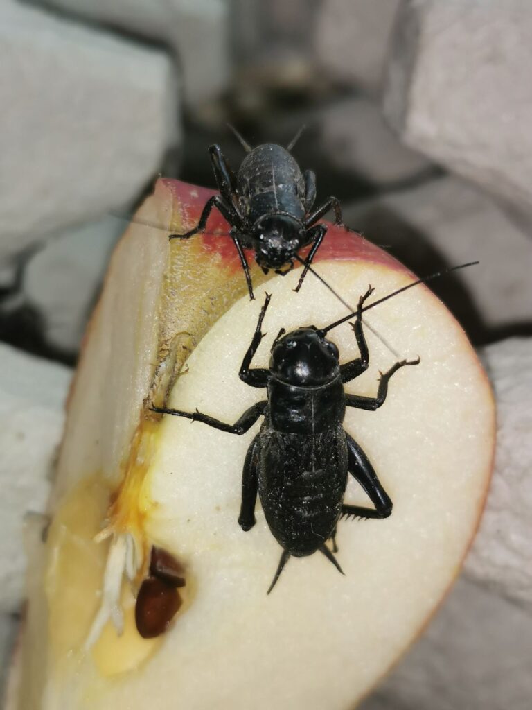 Świerszcze śródziemnomorskie jedzą jabłko