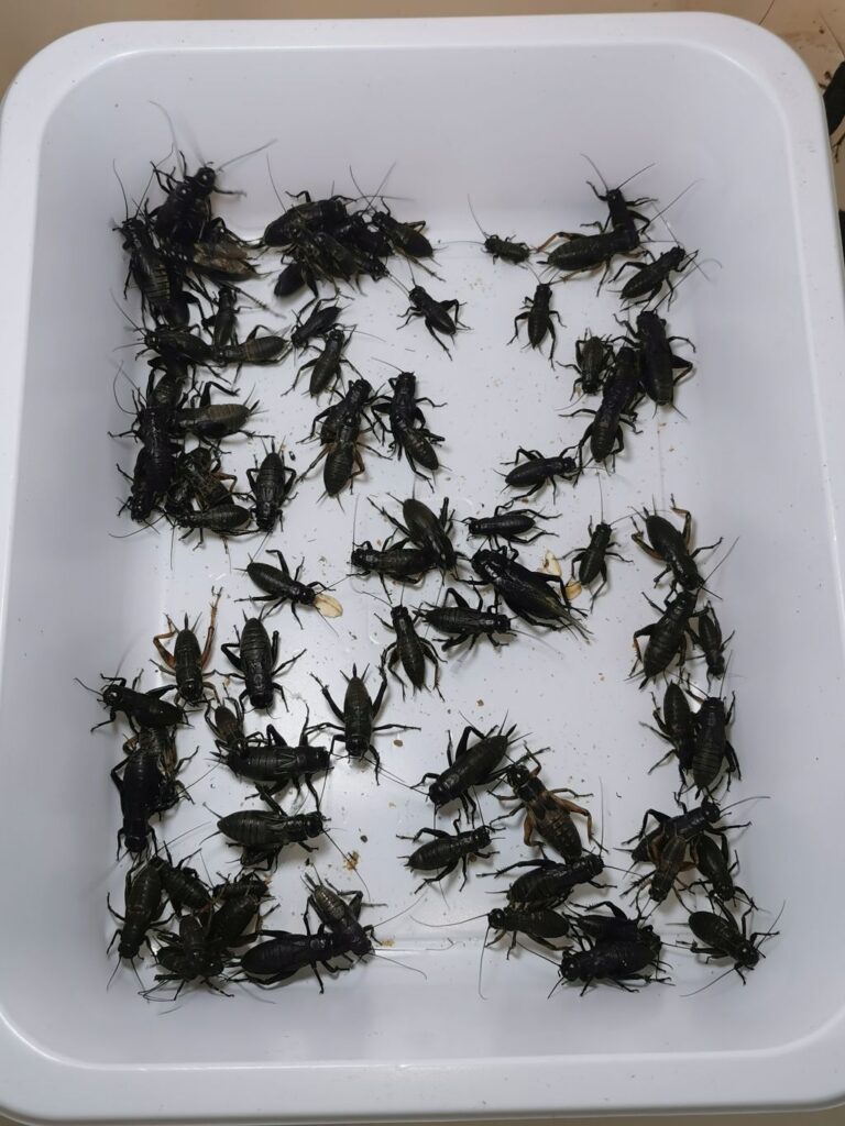 Świerszcze śródziemnomorskie w stadzie