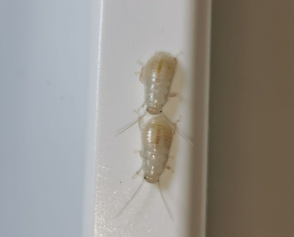 Świeżo wyklute karaczany szare - wylęg karaczana szarego