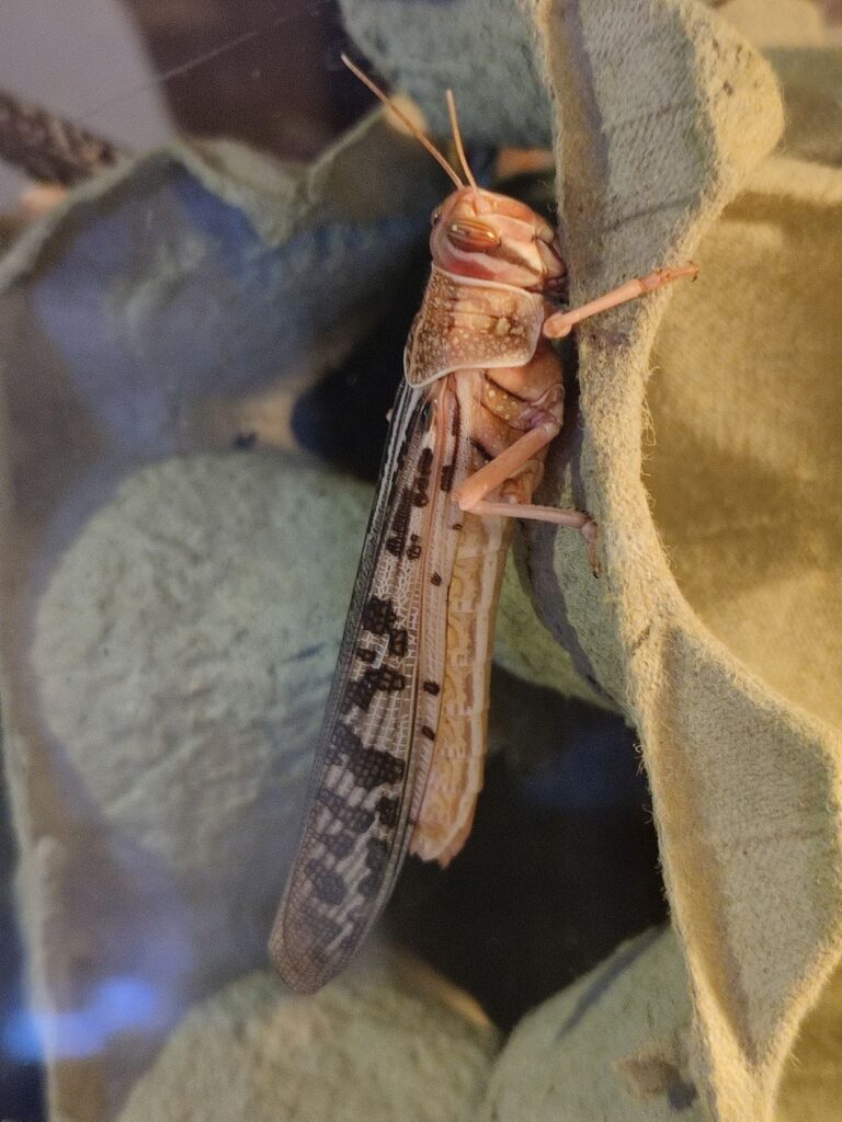 Dorosła szarańcza pustynna