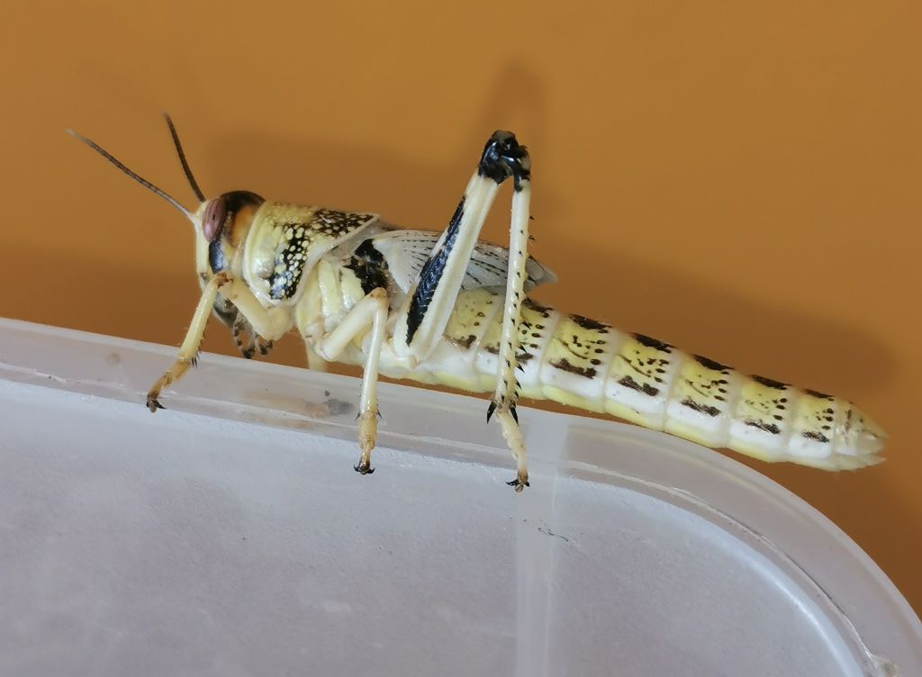 Szarańcza pustynna subimago