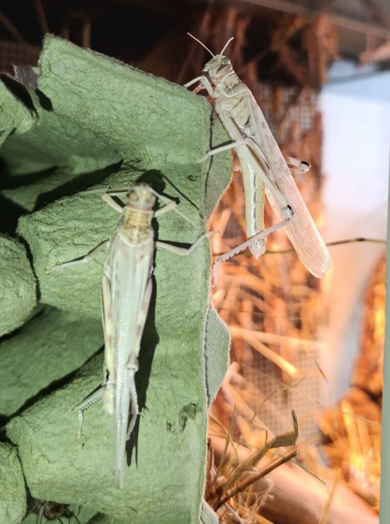 Szarańcza pustynna po linieniu