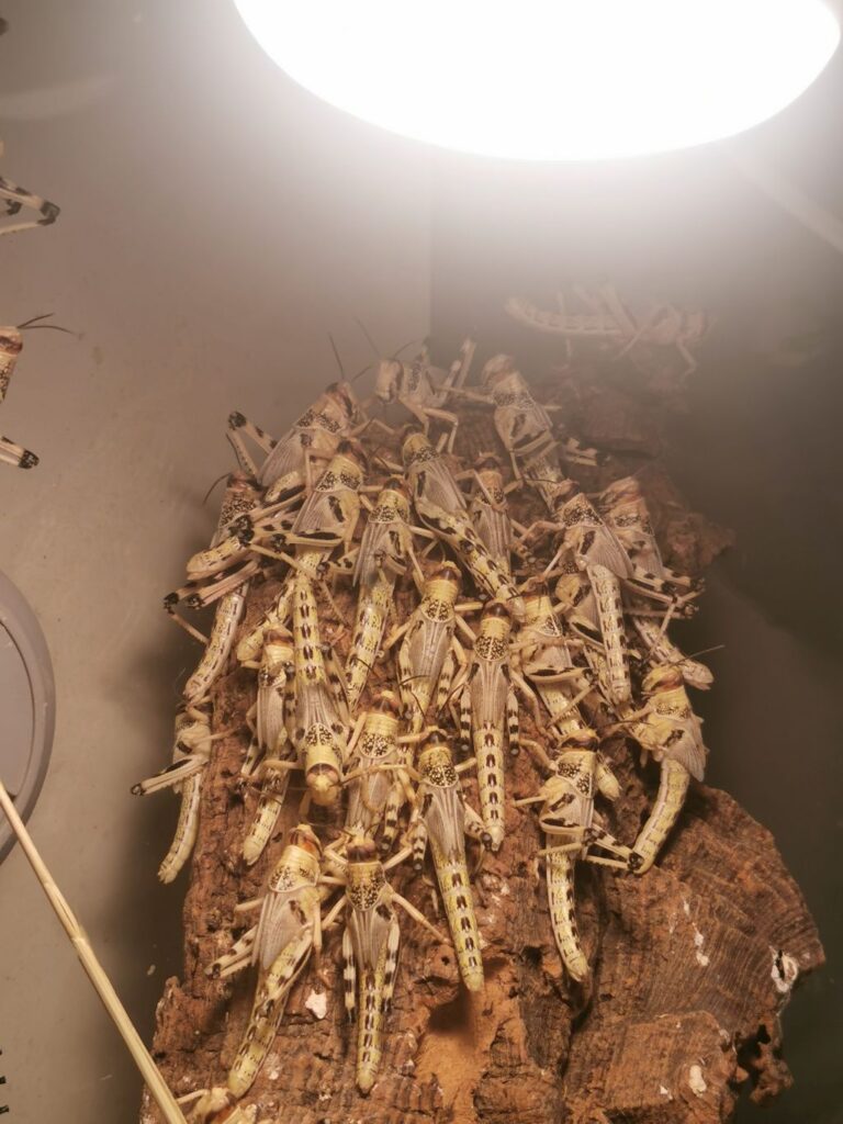 Szarańcza pustynna pod lampą