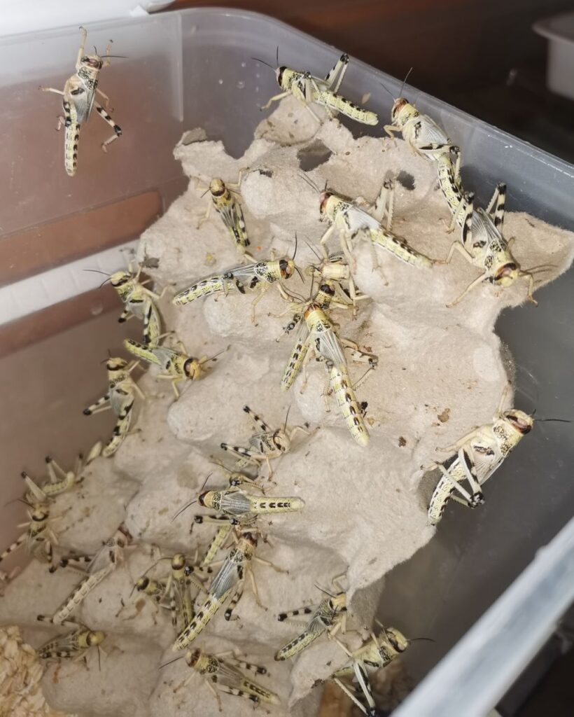 Szarańcza pustynna stado