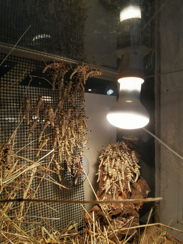 Szarańcza pustynna terrarium