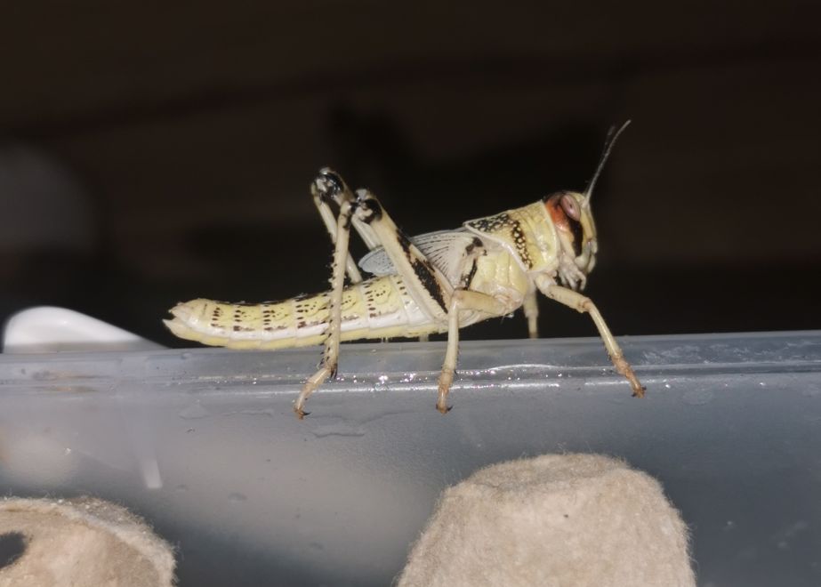 Szarańcza pustynna