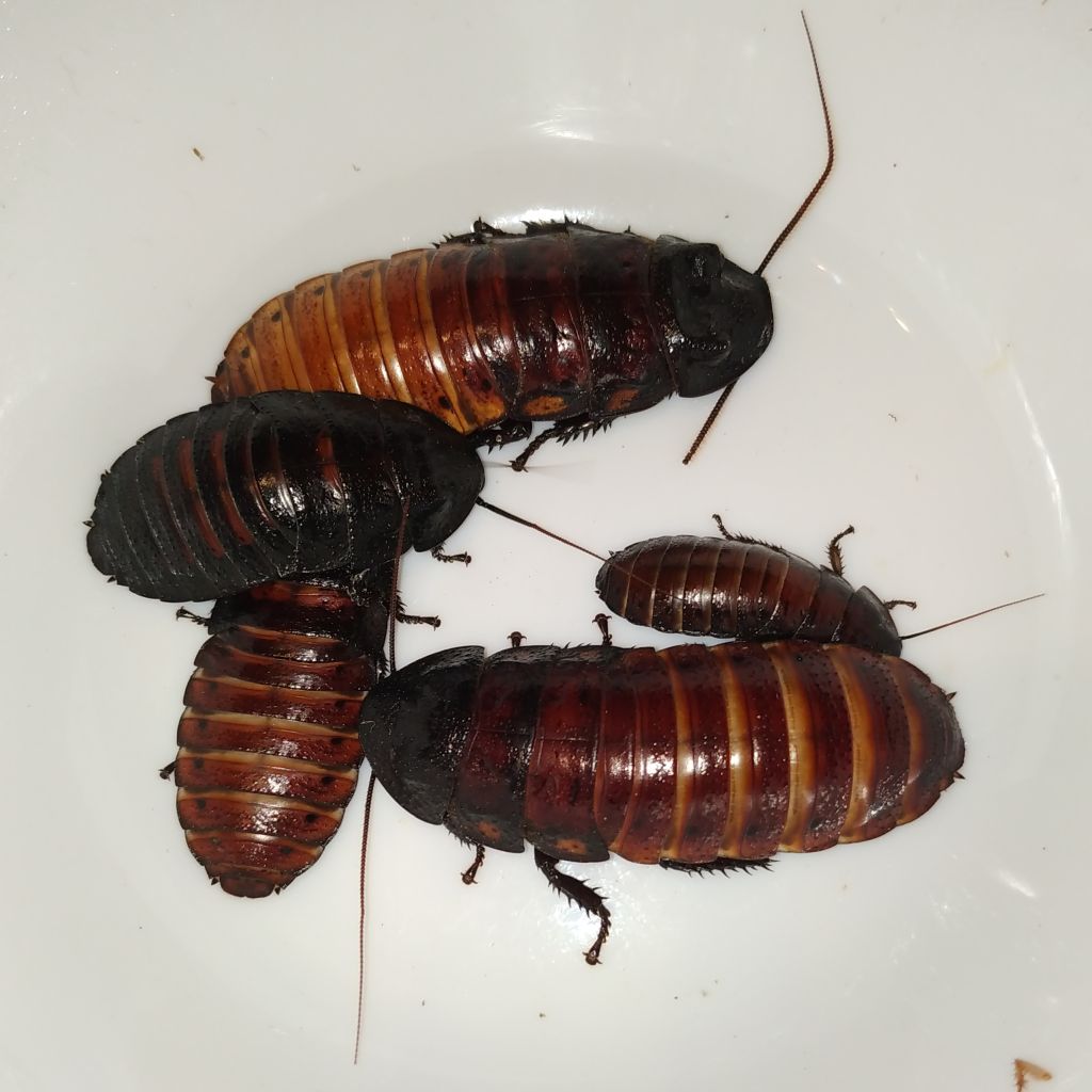 Karaczan madagaskarski