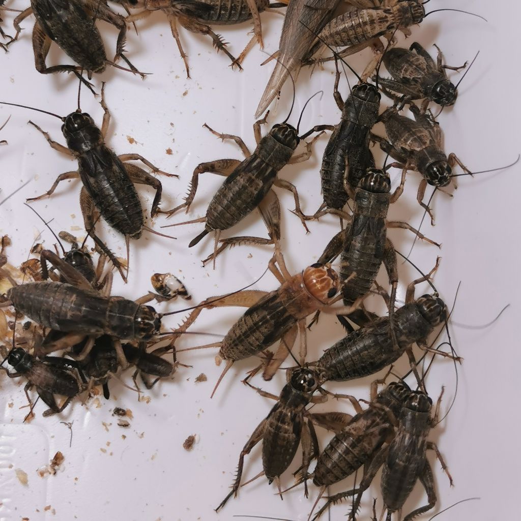 Świerszcz kubański