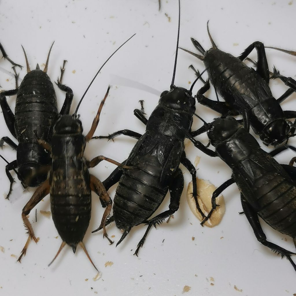 Świerszcz śródziemnomorski