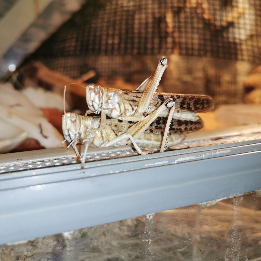 Szarańcza pustynna