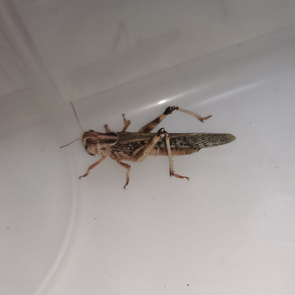 Szarańcza wędrowna