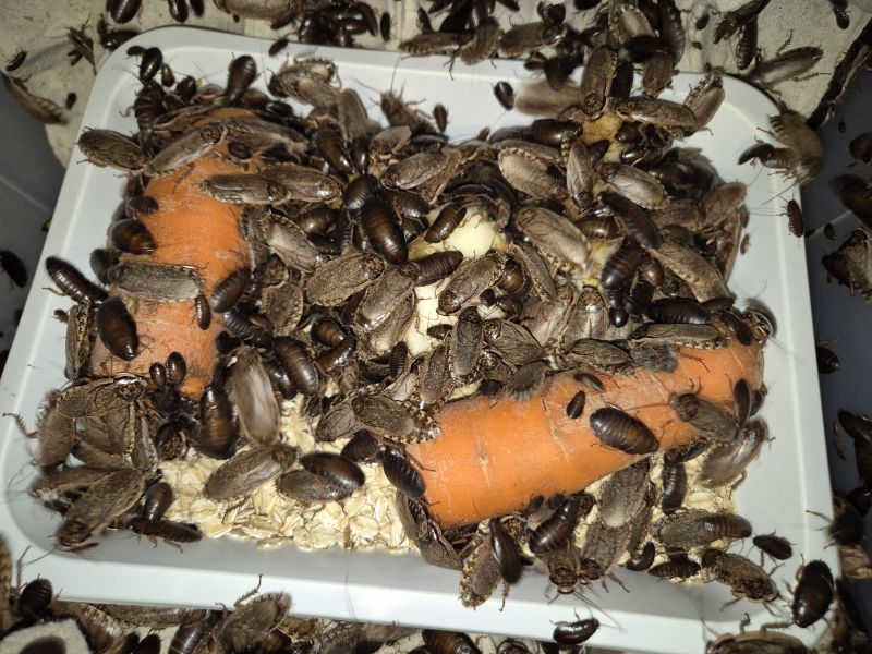 Karaczany jedzą marchew i płatki owsiane