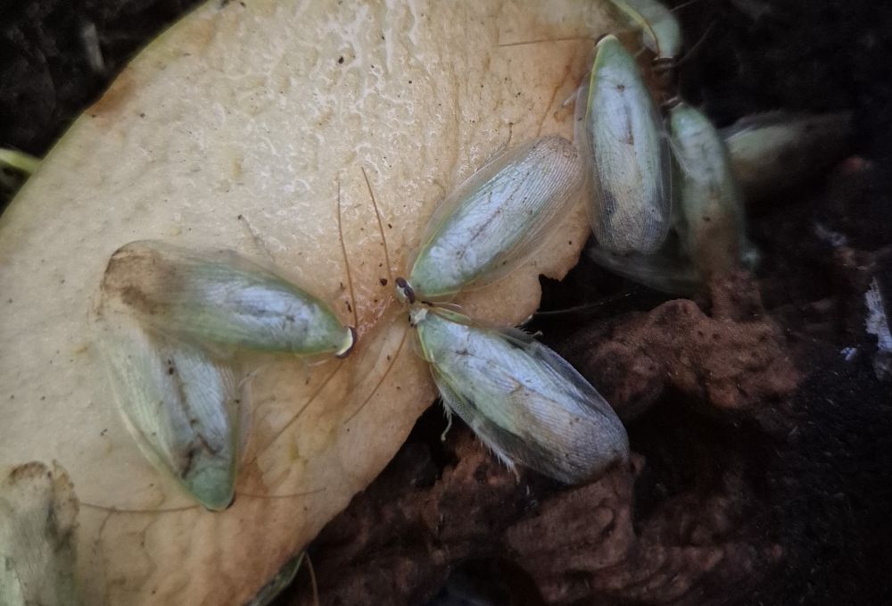 Karaczan zielony kanibalizm