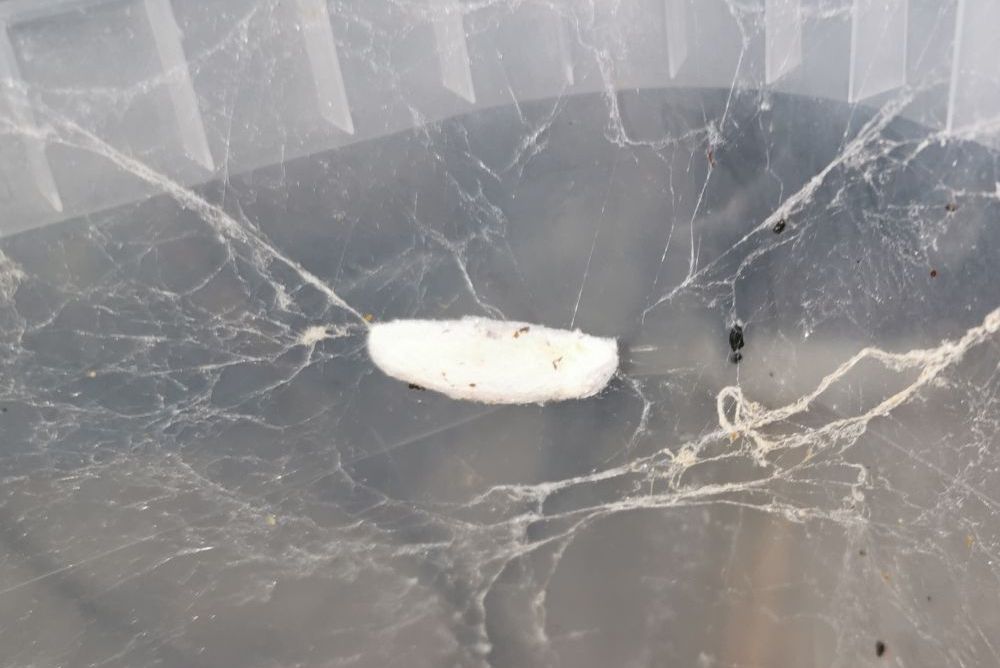 Kokon mola woskowego