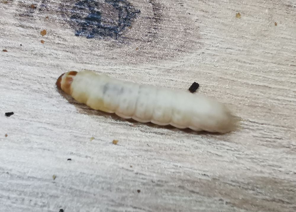 Larwa mola woskowego