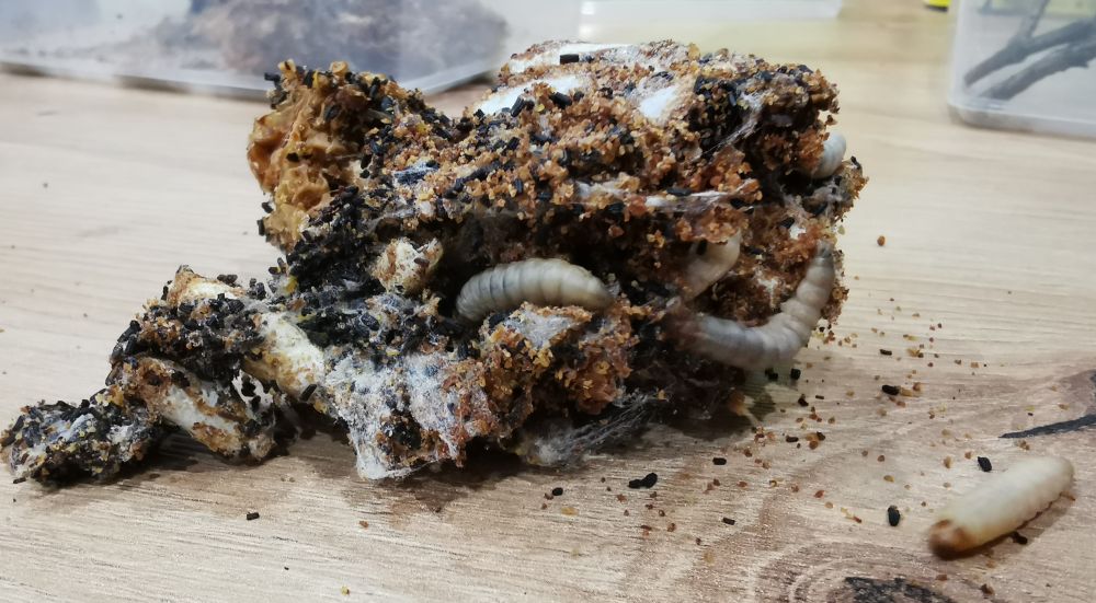 Mole woskowe w plastrze