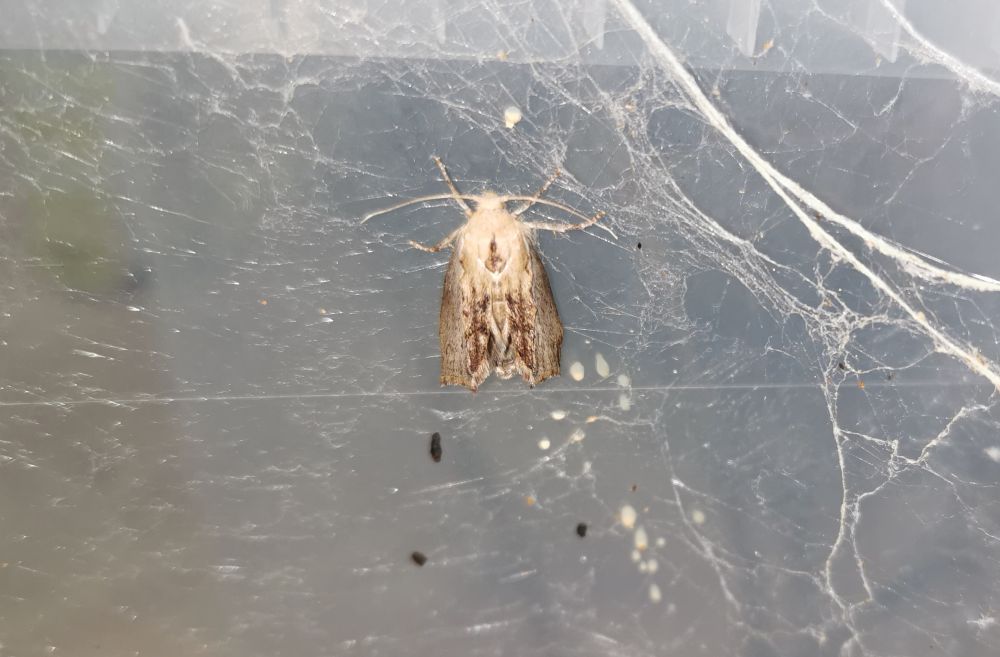 Motyl mola woskowego