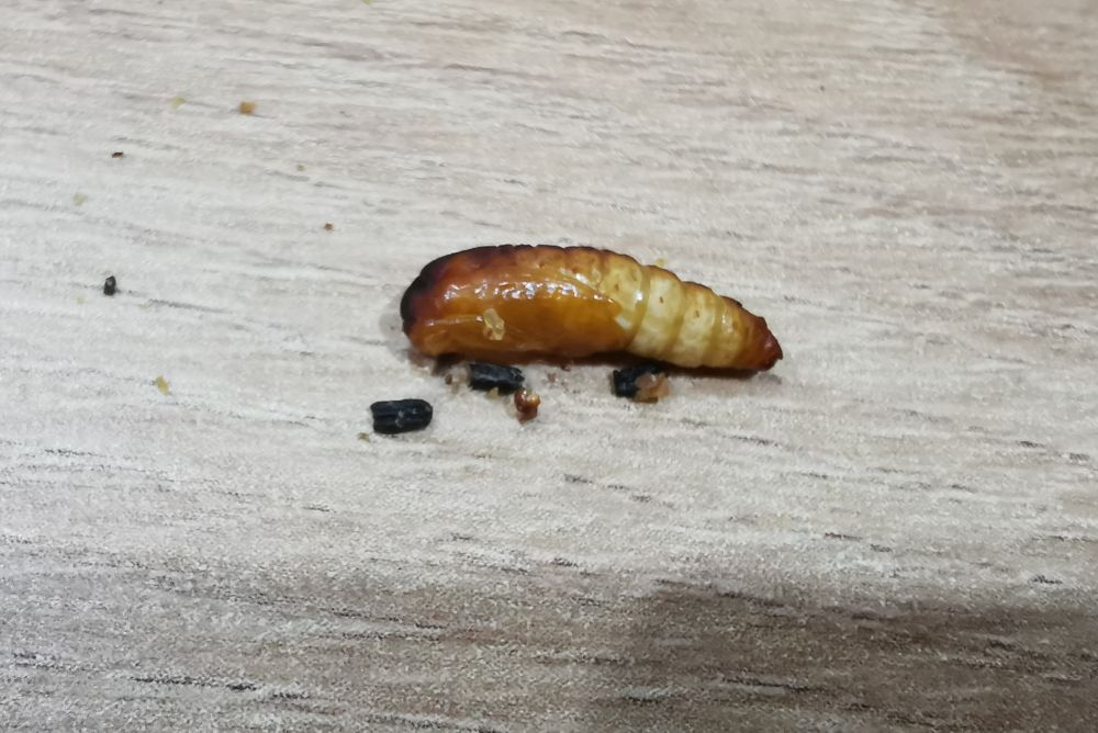 Poczwarka mola woskowego bez kokonu