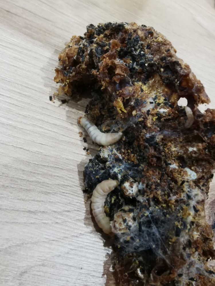 Żerujące larwy mola woskowego